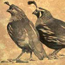 C Daly Quail Catalog